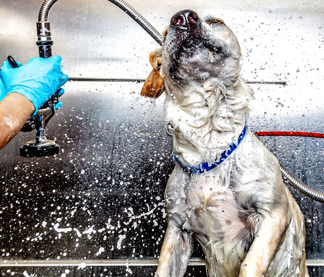 Pet Wash