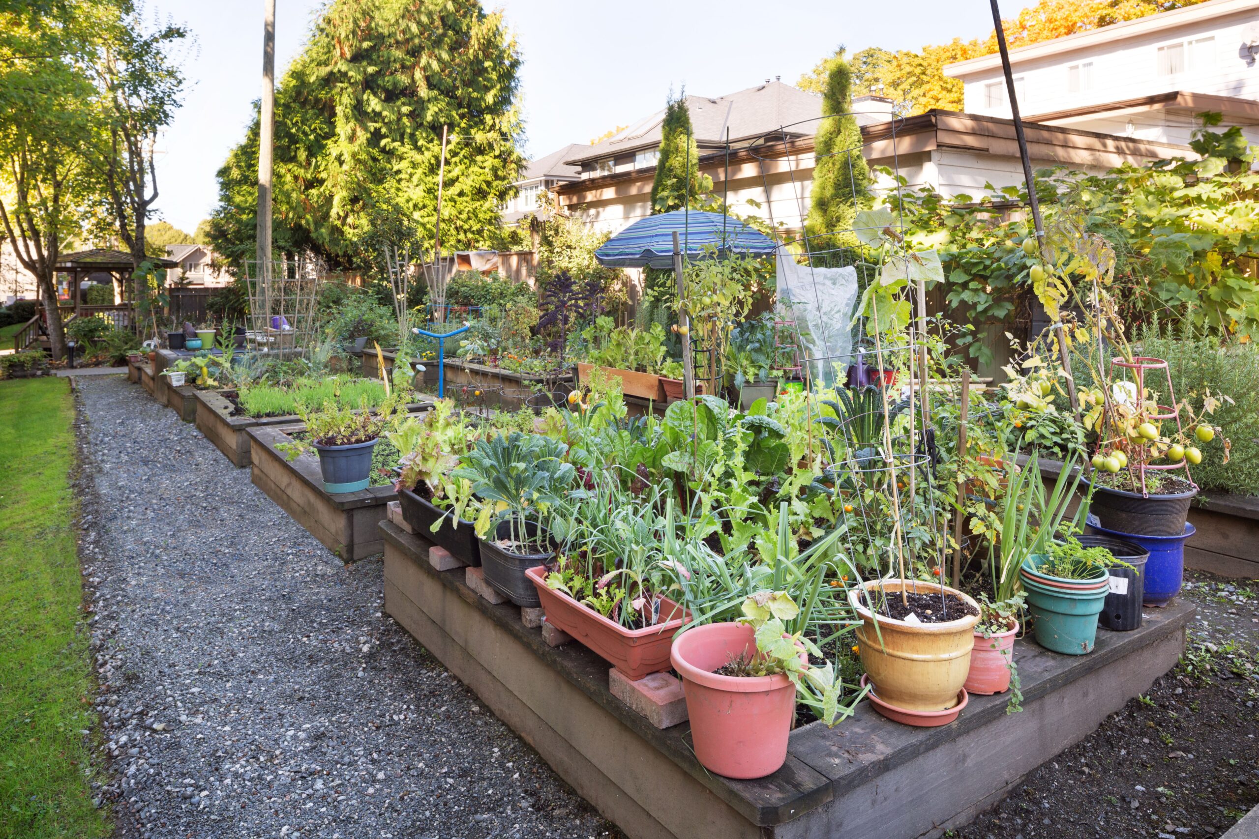 Communal Vegetable Gardens